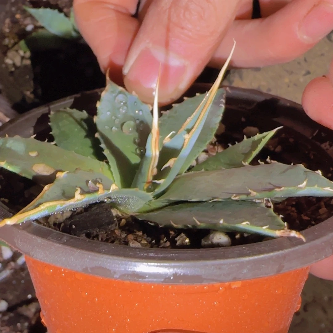 ****迪块根植物块根植物