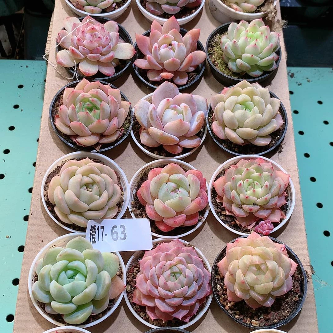 17-63一物一拍带盆18颗