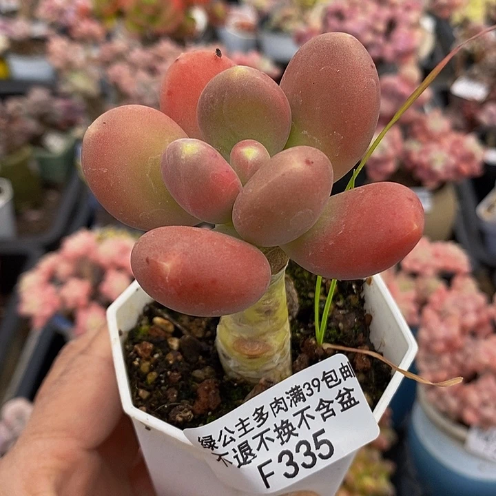 金蝉单头335多肉植物