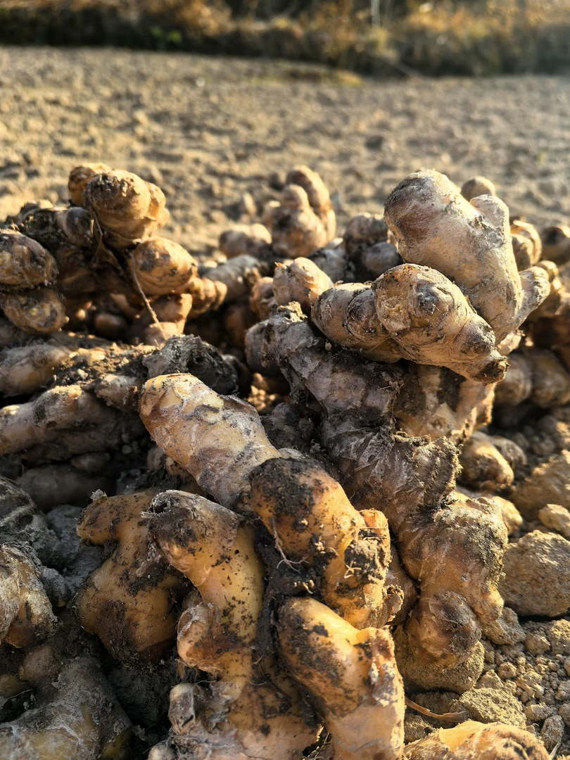 永嘉高山农家小黄姜