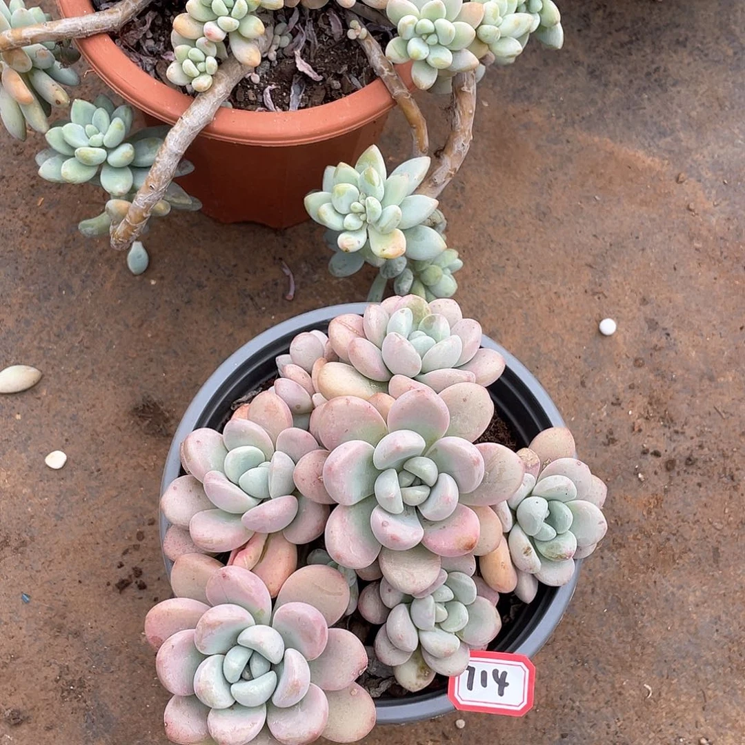 714白露一物一拍多肉