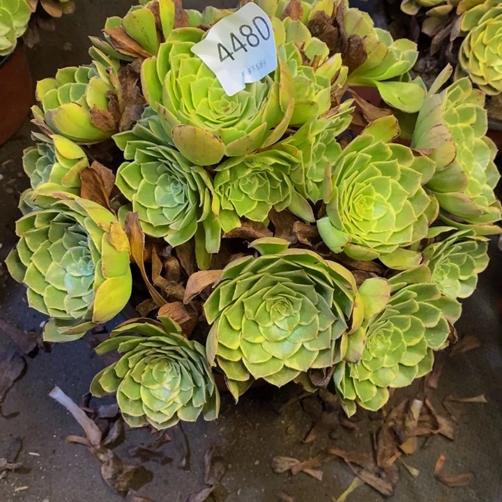 水晶莲花多肉断头不包4480