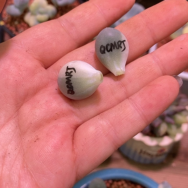 姑***姑七彩美人锦多肉植物