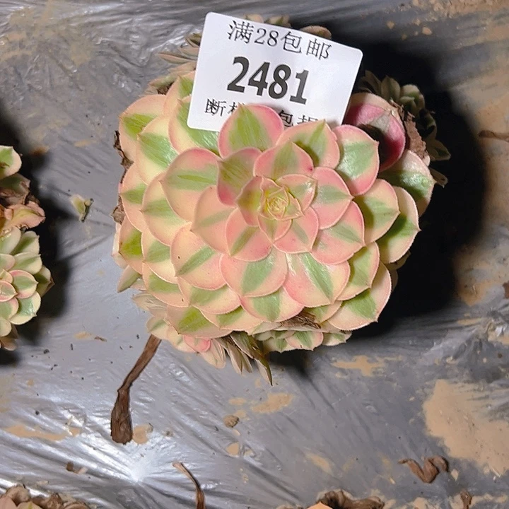 2481倾城多肉植物保护