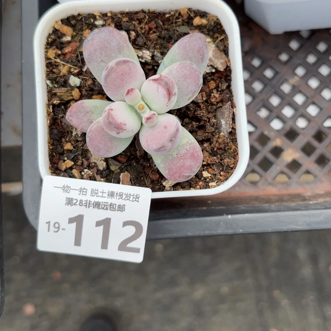 乒乓福娘多肉多肉多肉