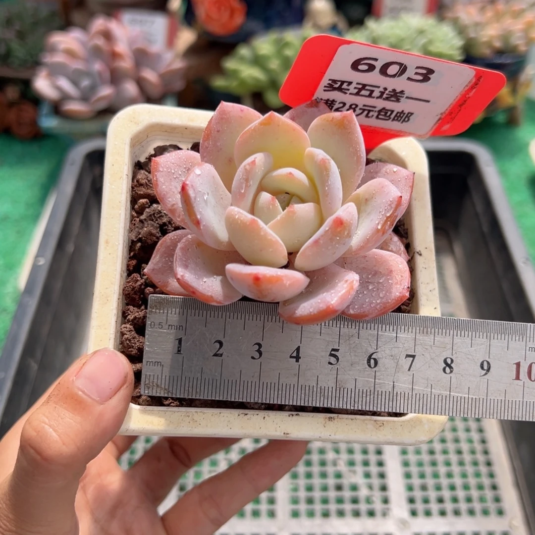 表妹精品多肉植物603.