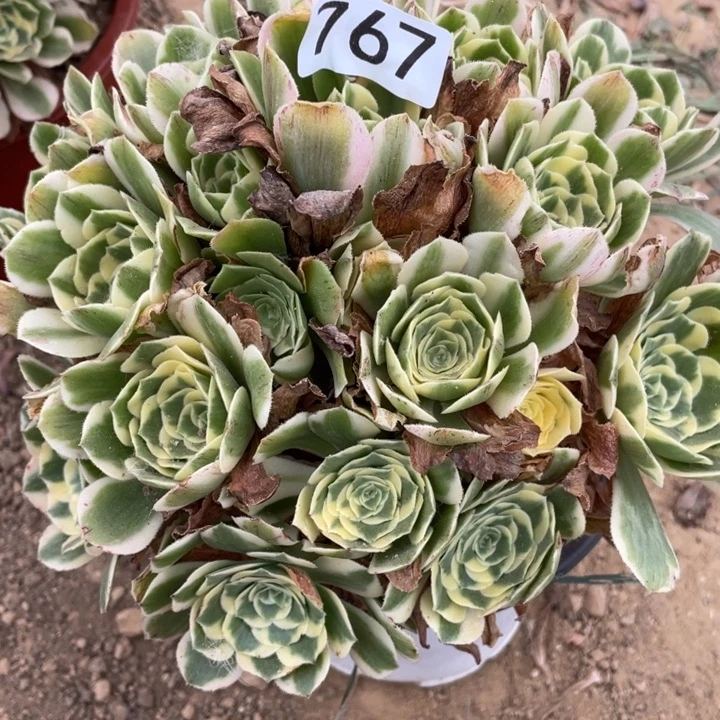 无花朵767多肉植物迈巴赫