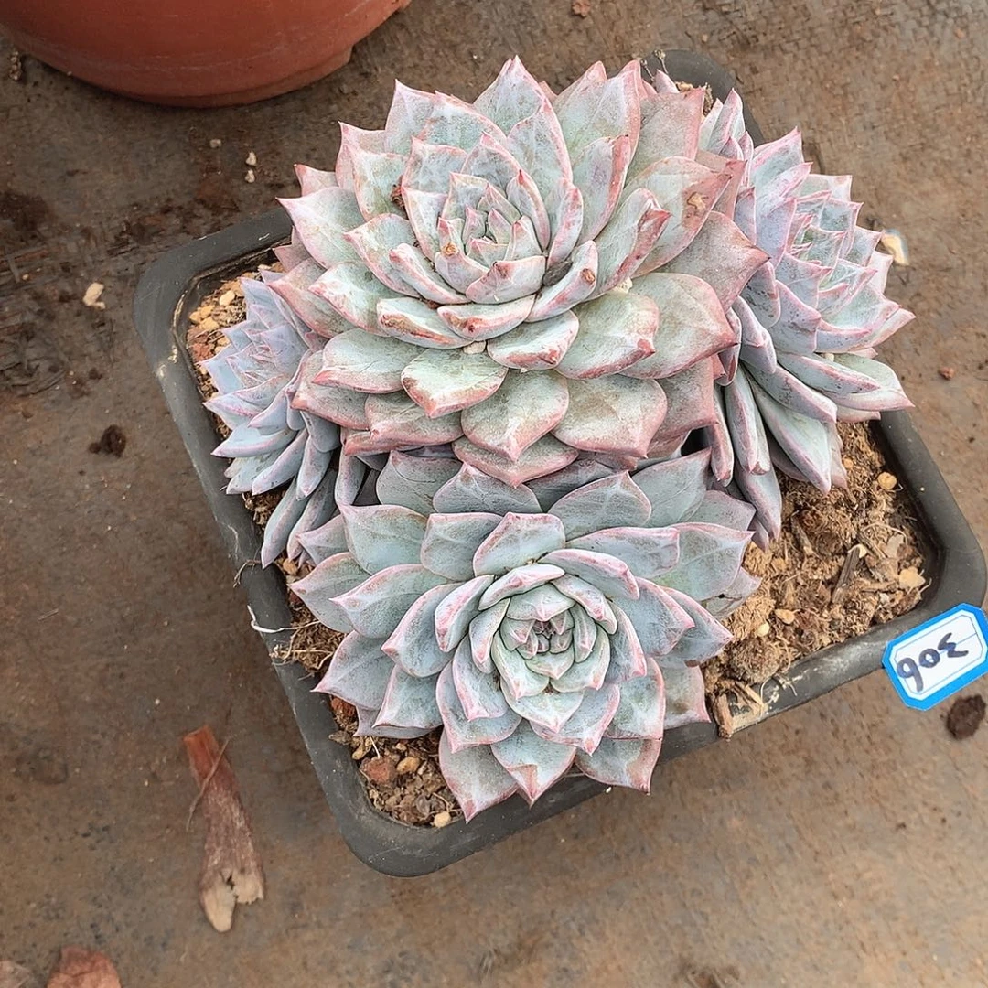 306蓝鸟 一物一拍多肉