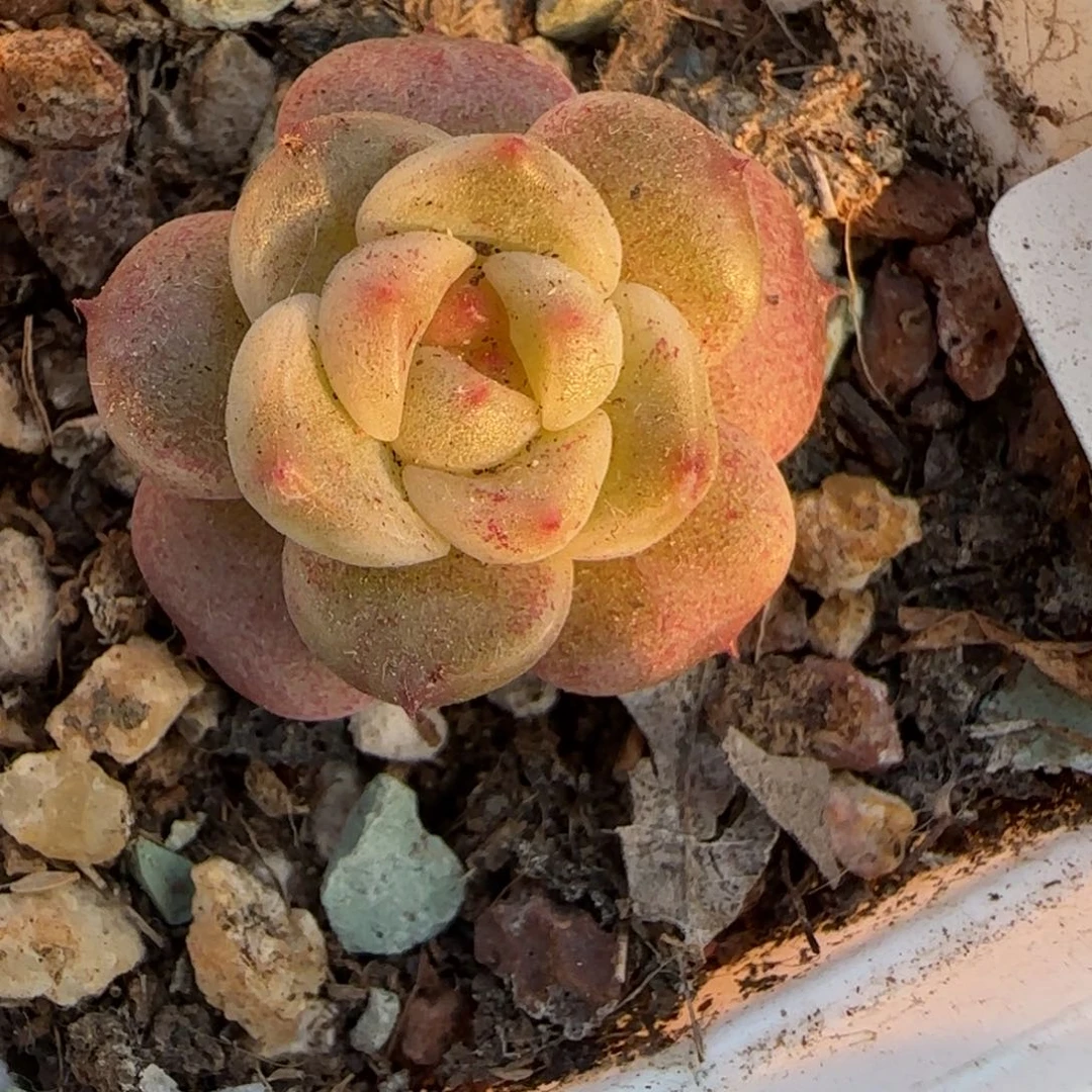 小卡拉米糖心一物一拍