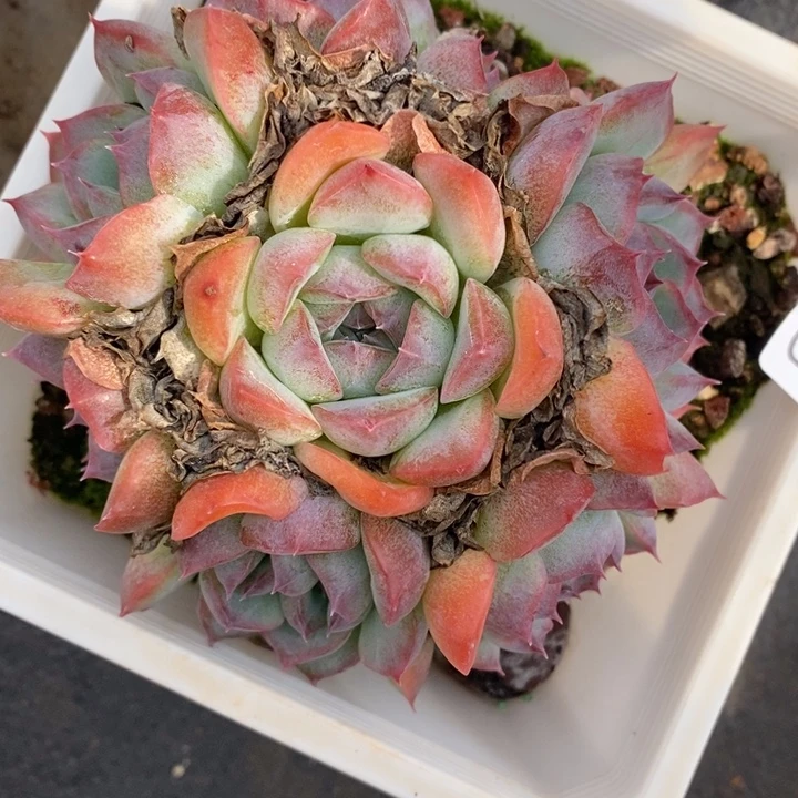 832杂交老桩基地～11厘米