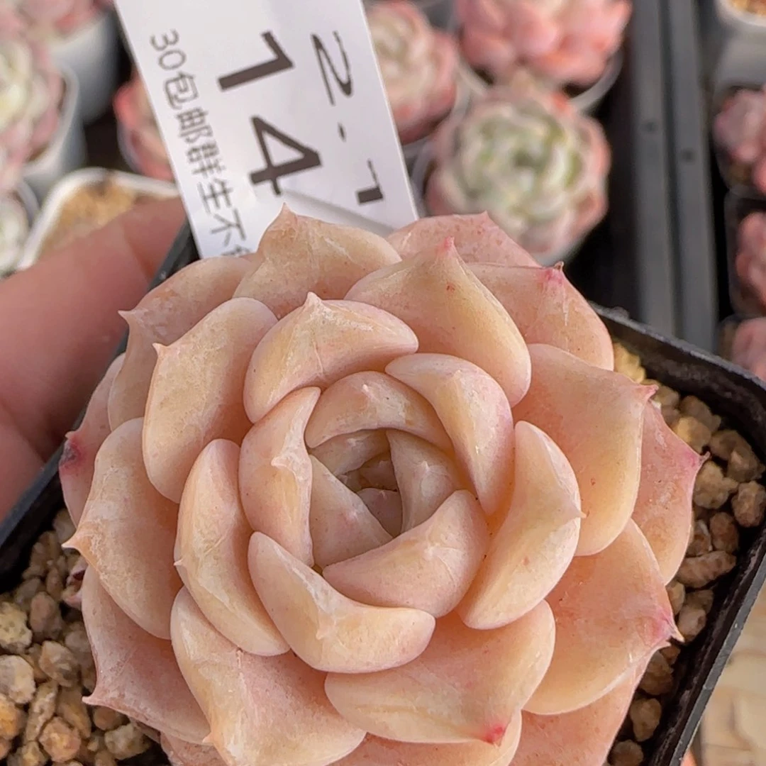 纯爱单头一颗脱土