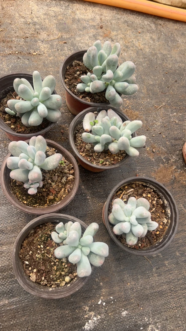 韩货米可奶多肉植物