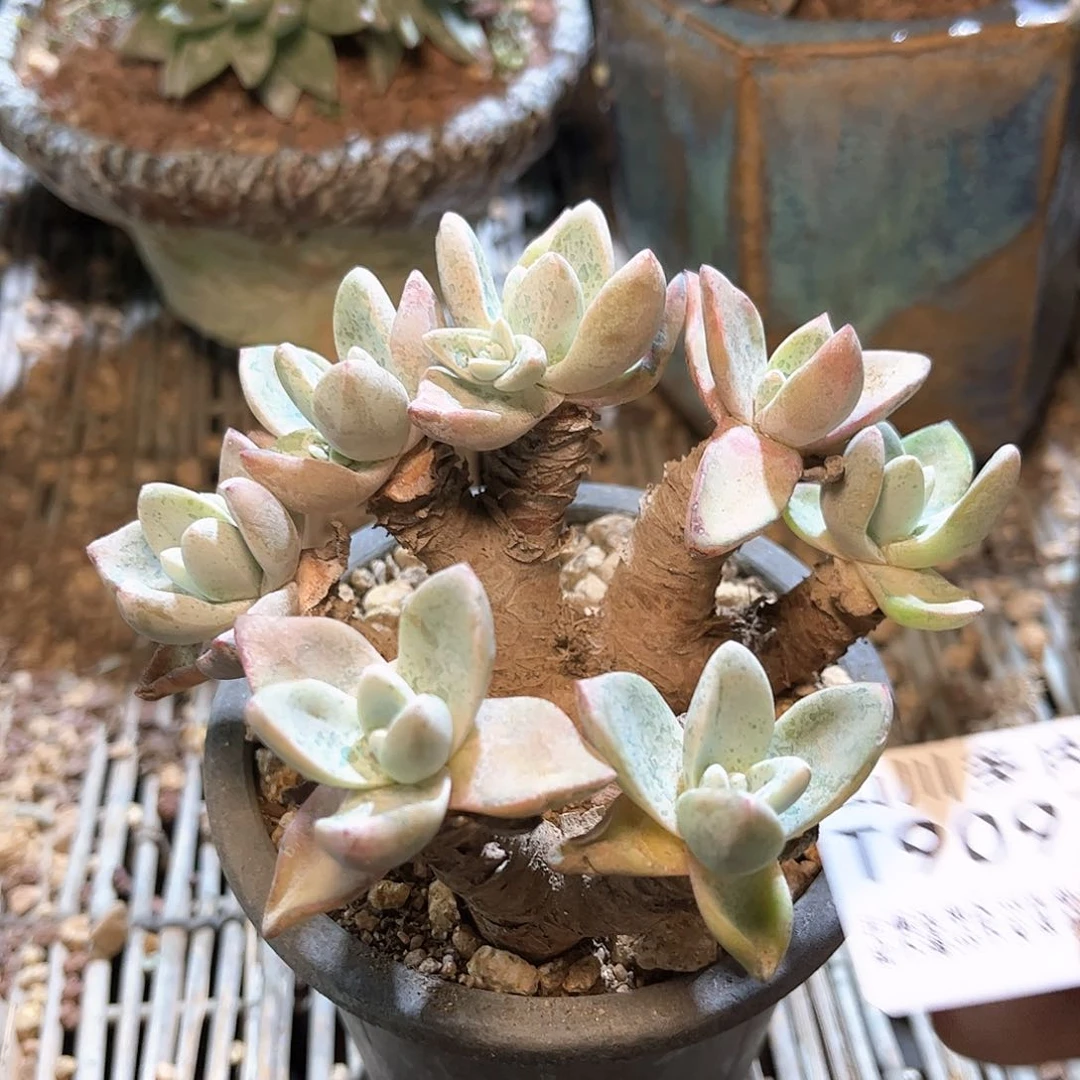 9097泡芙仙女杯多肉