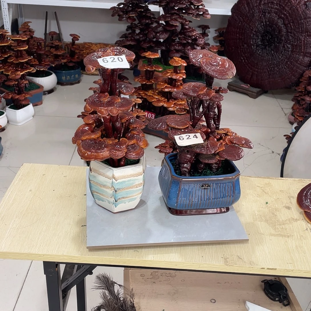 无花朵888888888888888