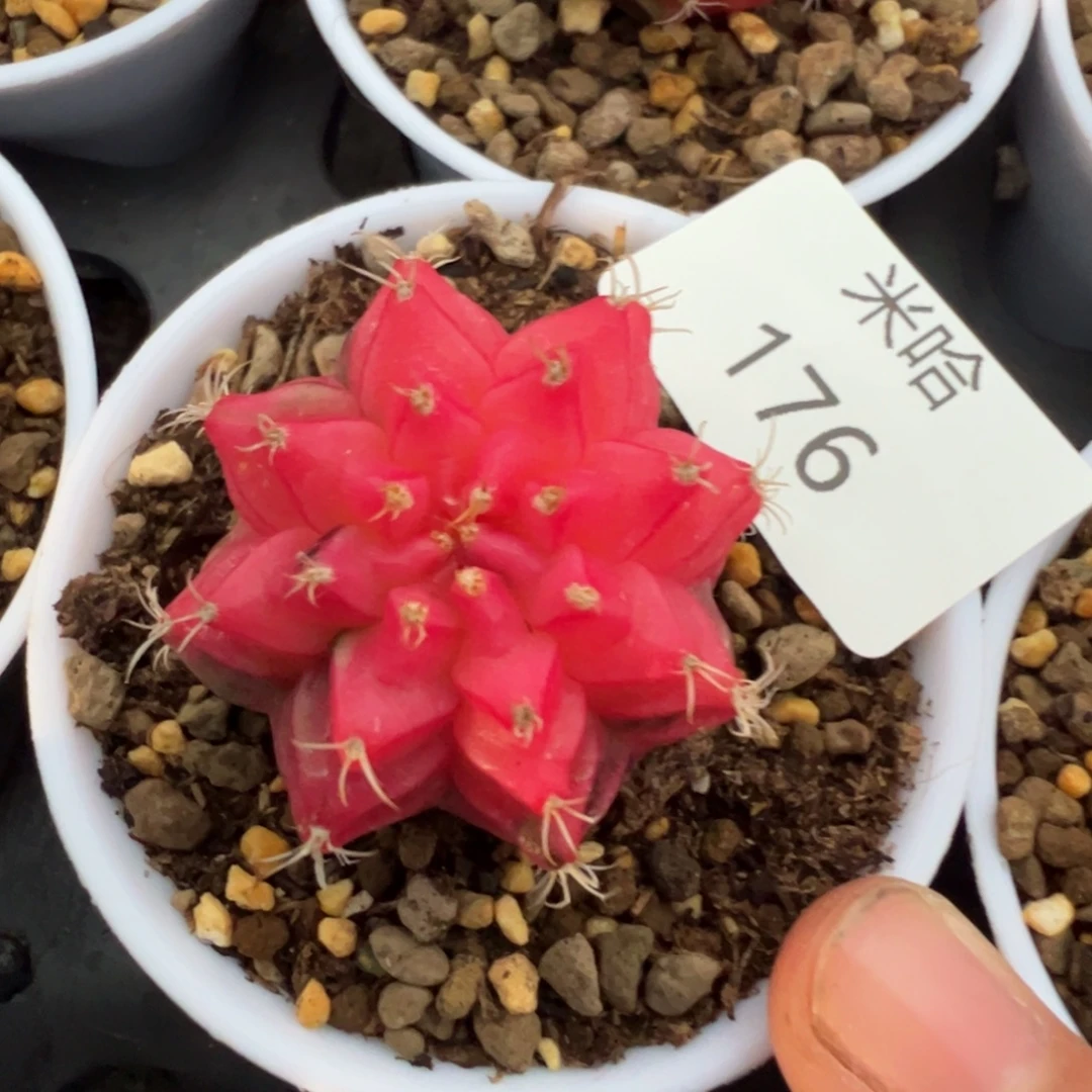 176 好看的米哈冲冲冲