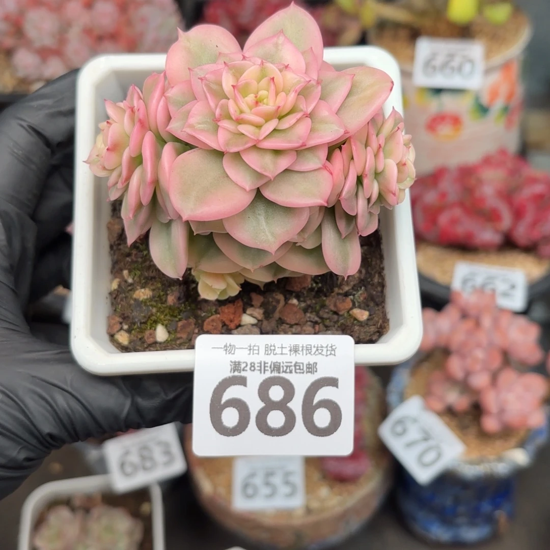腊牡丹锦无盆土发货