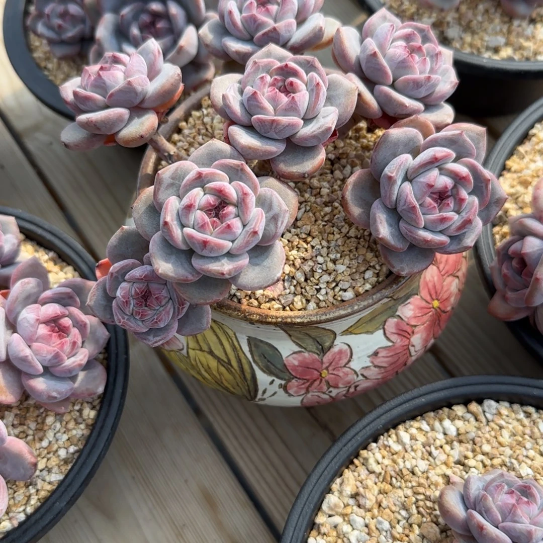 魚***憶6秒记忆突尼斯发货多肉