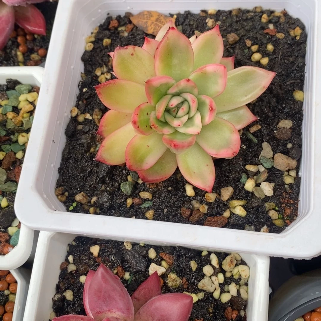 ✨****?多肉多肉多肉