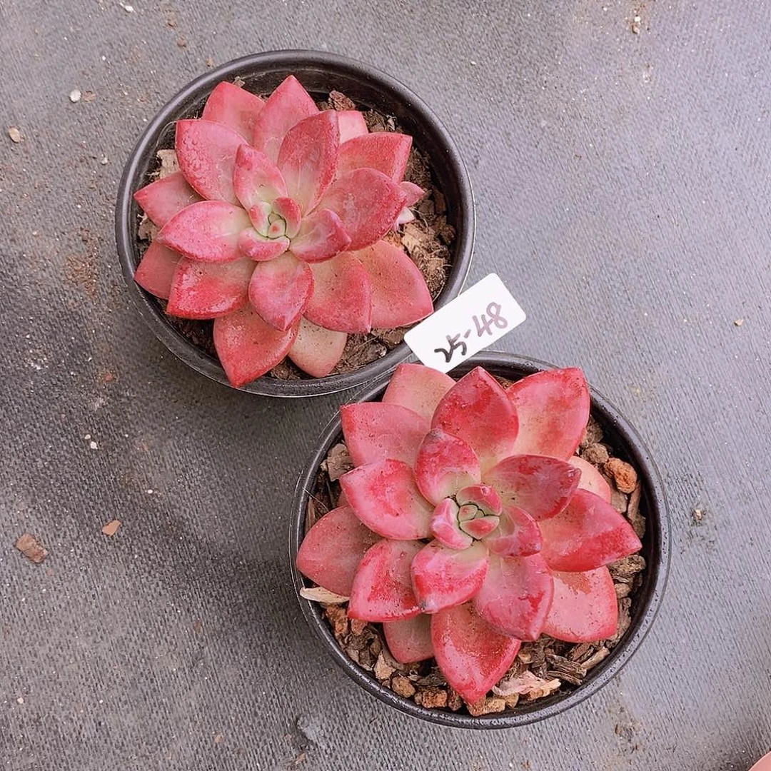 25-48- 赫菲斯托大单头福利一颗 量拍