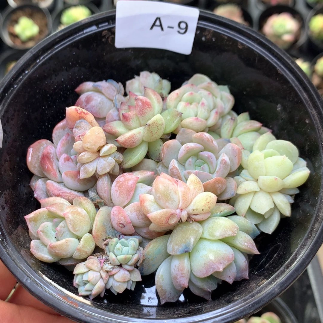 A9 珍妮糖心巫拉拉组合
