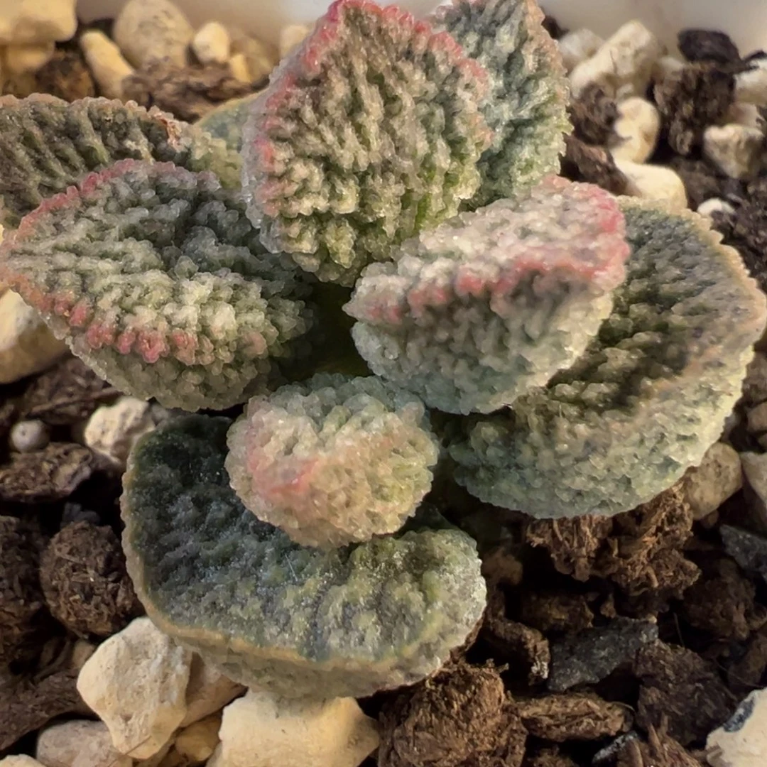 实生新品多肉植物水泡多肉植物