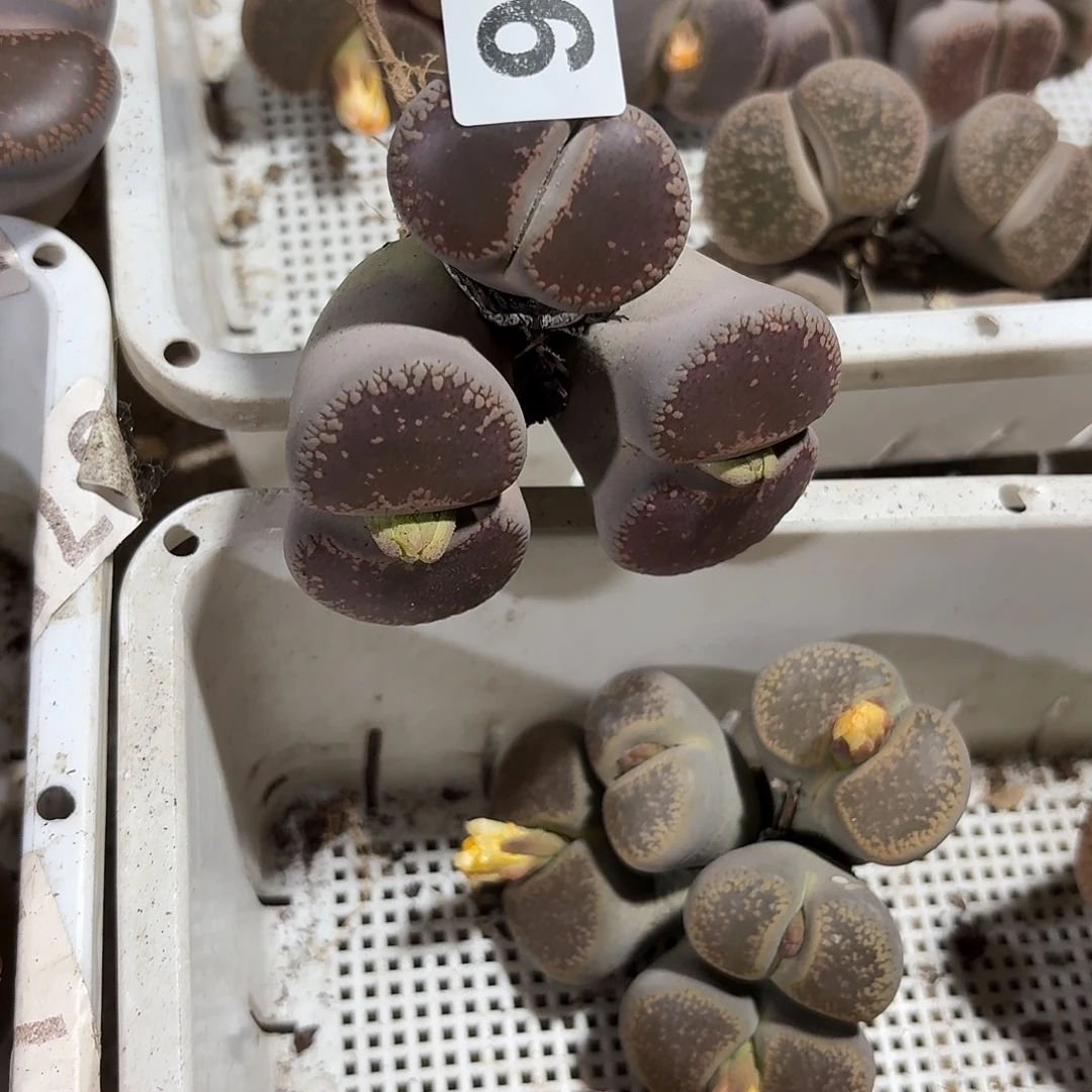 蜜****生石花一物一拍911