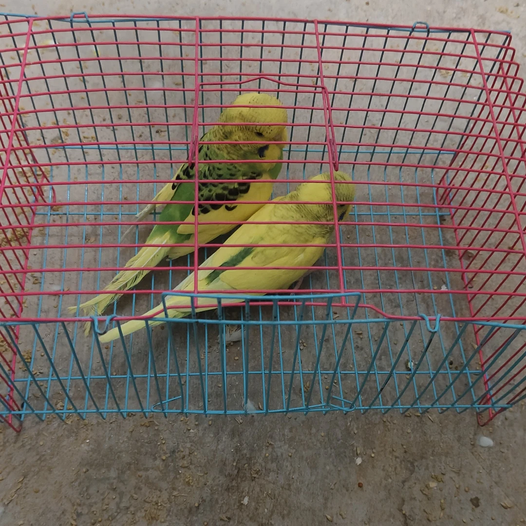 鹦鹉运输训练笼带水盒食盒适合多品种鸟类