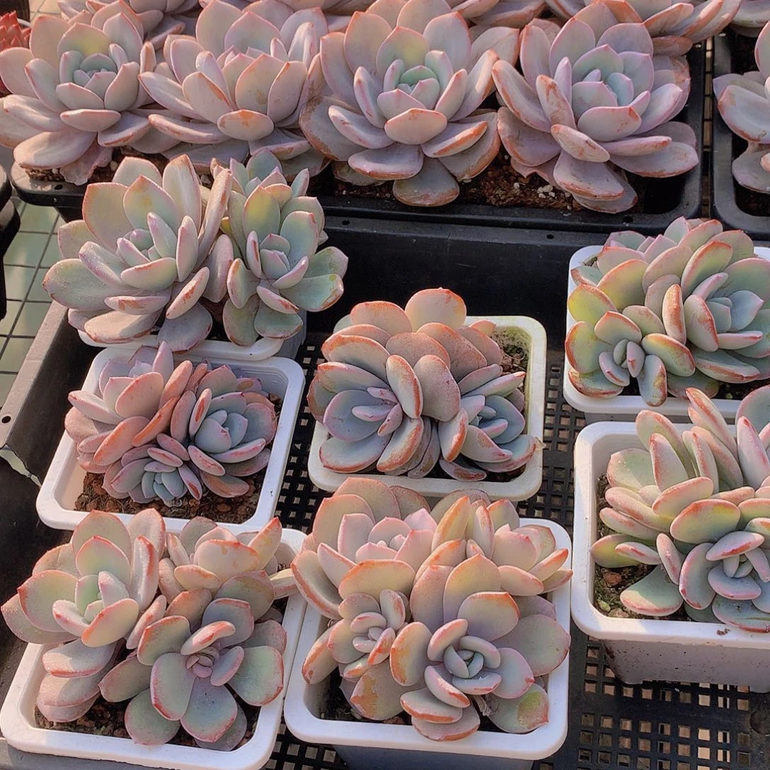 三头韩奶茶46789900000