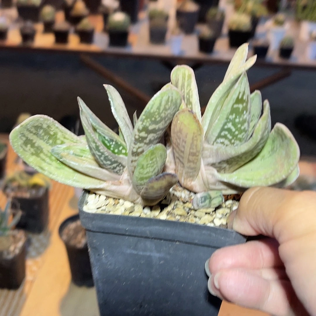 绿肌卧牛一物一拍