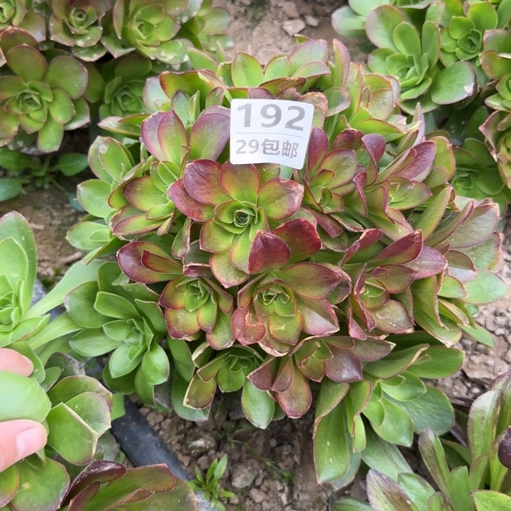 魅金……多肉植物……