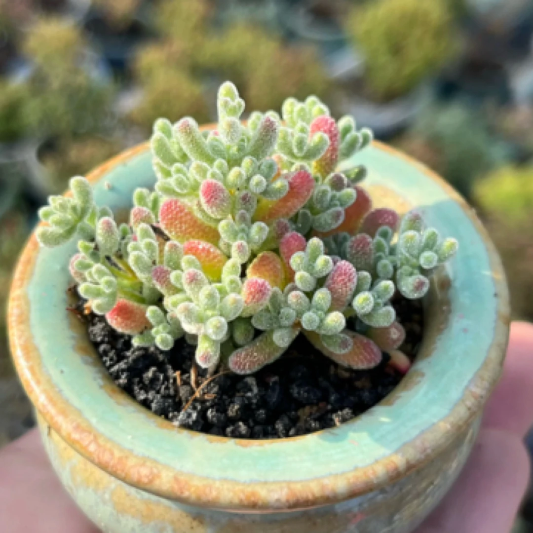 【满9.9包邮】冰晶枝干6.5cm盆多肉植物以直播间展示为主