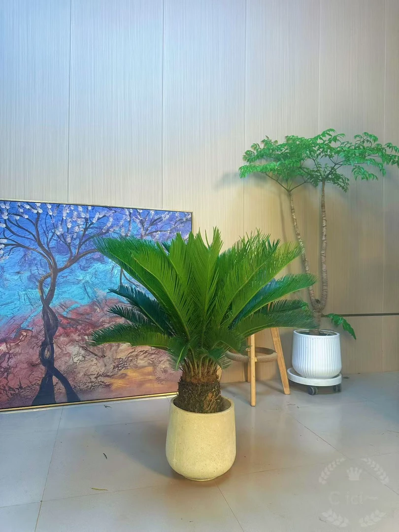 欧美风台湾铁树耐养耐旱原土原盆发货室内外美观观赏绿植