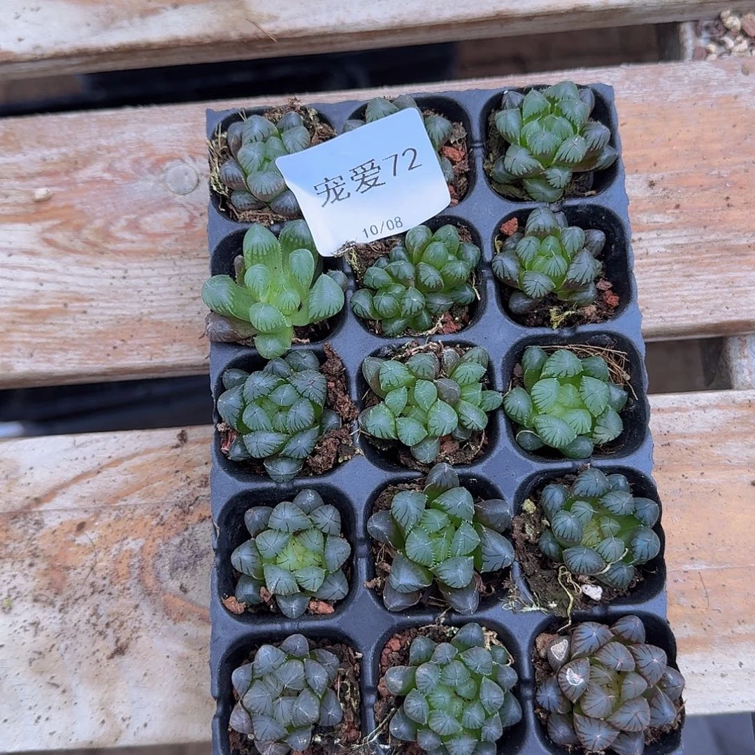 直播福利一物一拍72