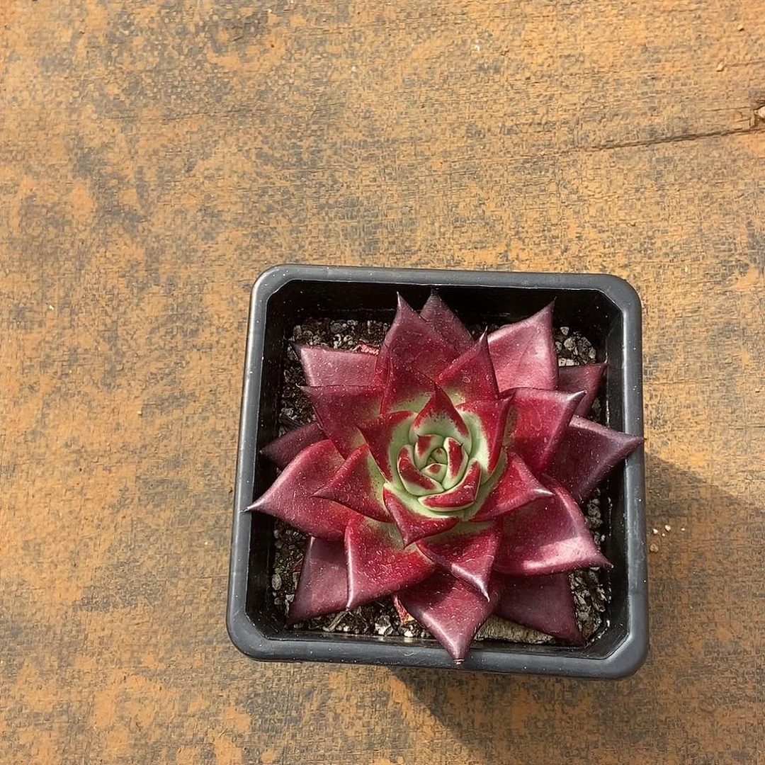 W***️福利特价血罗小的