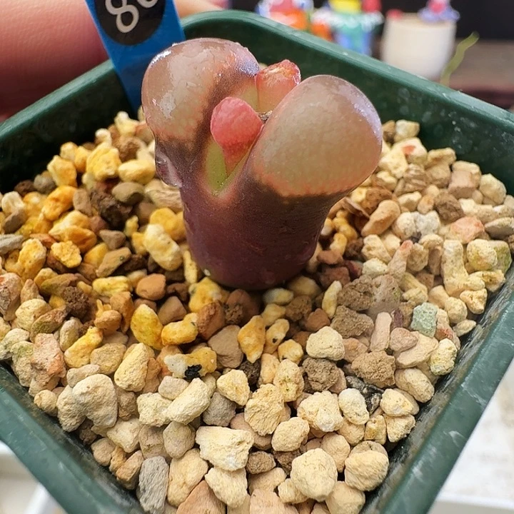 多肉植物福利风铃86