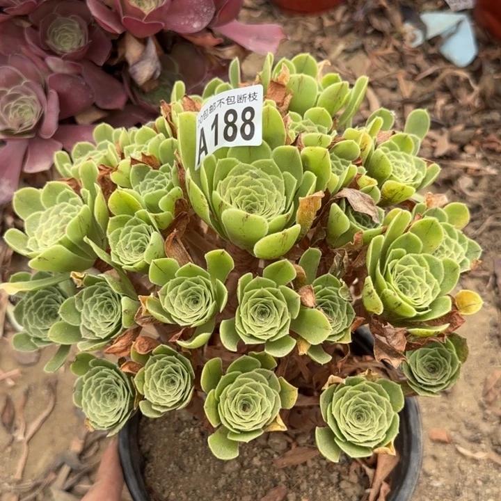 魅灵玫瑰……多肉植物……