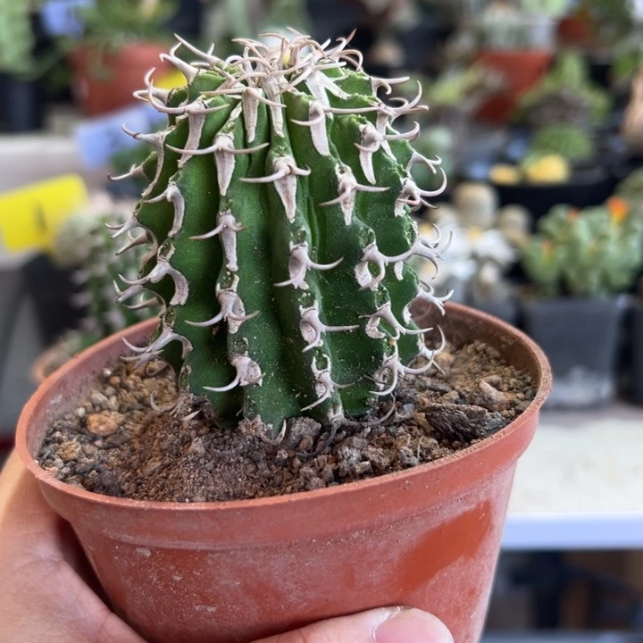 牛角麒麟带盆1111111