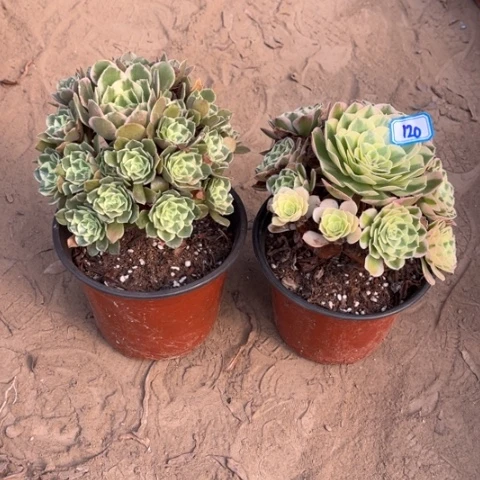 120多肉植物组合，