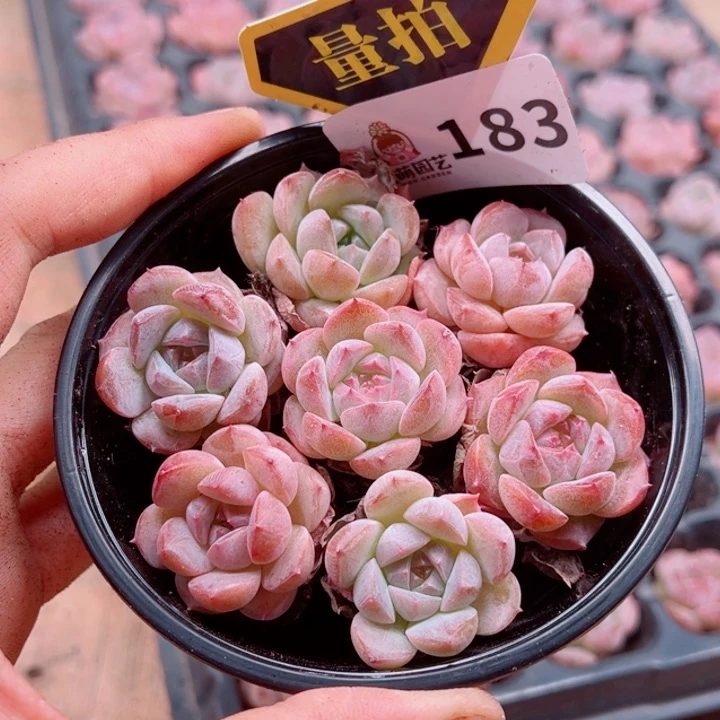 多肉植物多肉植物