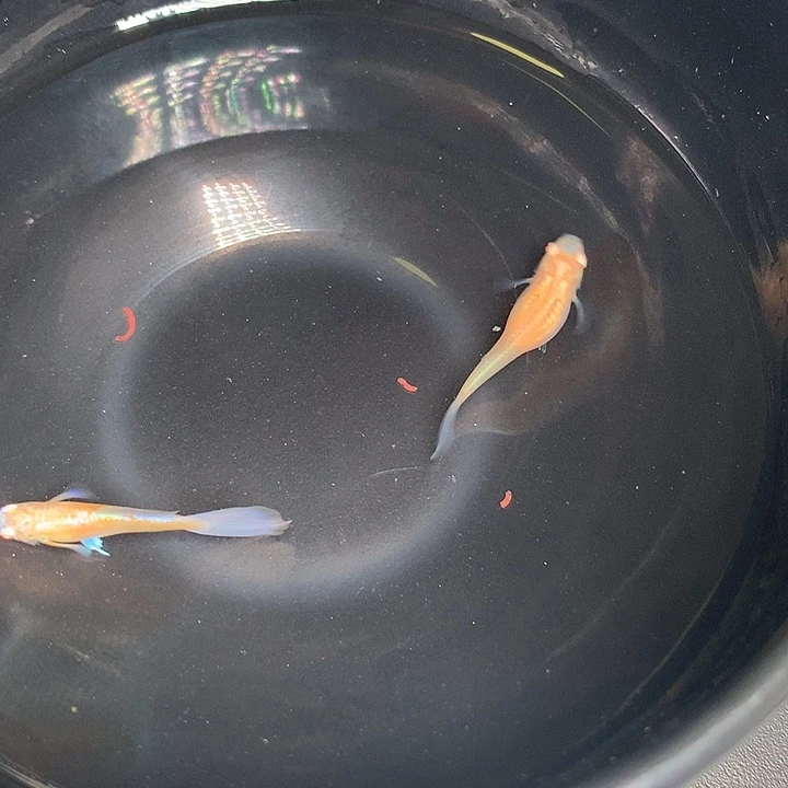 孔雀鱼紫白鸥翼一对