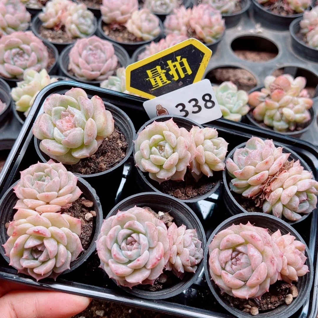 当前无花朵，栽培后可花朵