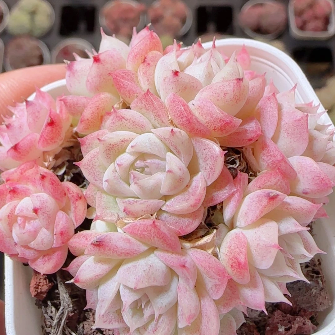 花语多肉1228-138散