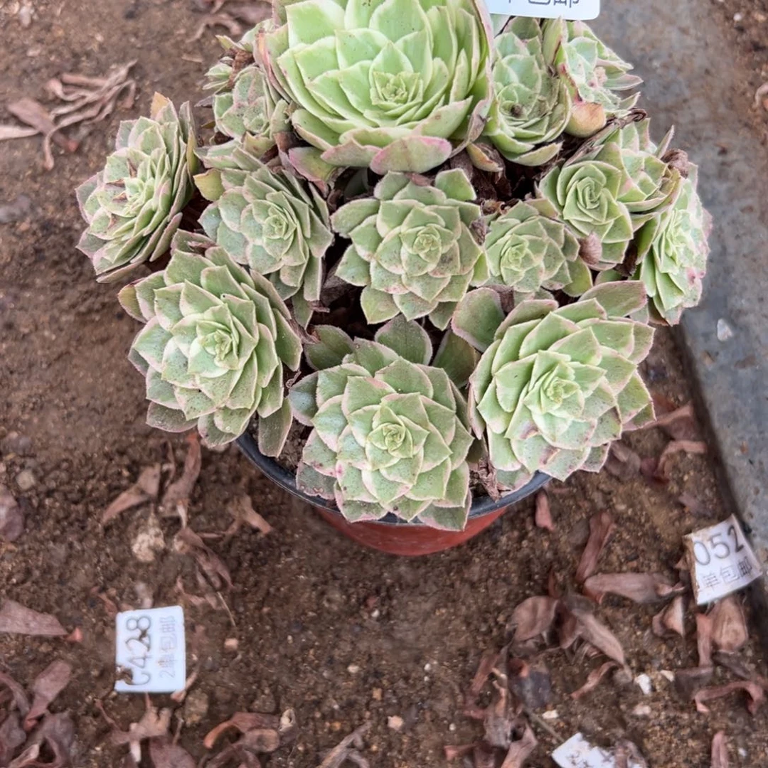 740多肉  水蜜桃 不包断头