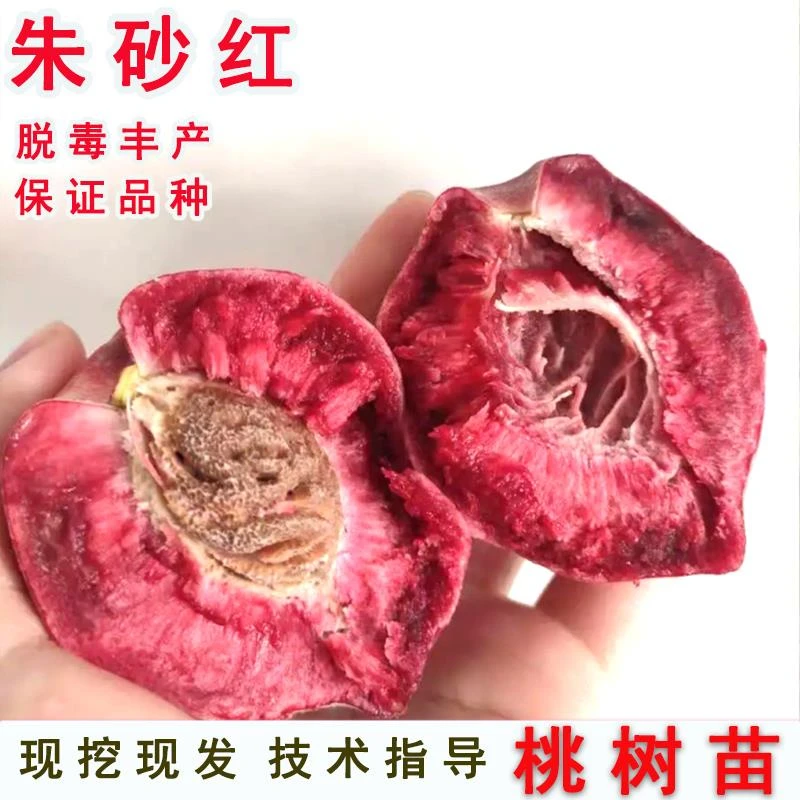 老品种朱砂红桃树苗酸甜红肉离核血桃苗盆地栽南北方种植当年结果