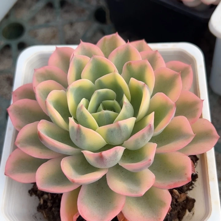 泪无恨锦一物一拍锦龙