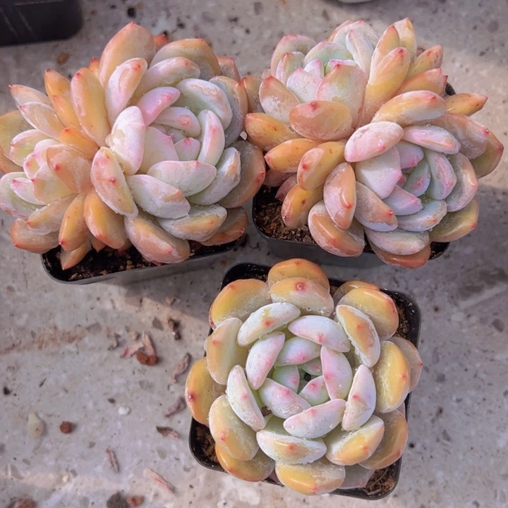 健健康康平平安安