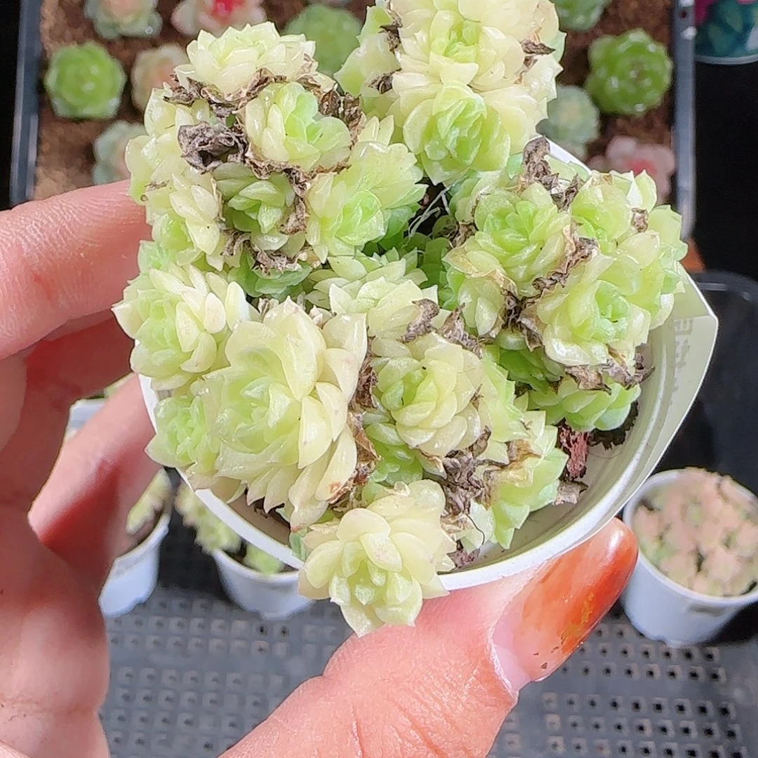 1025--417麦秆优选不包整