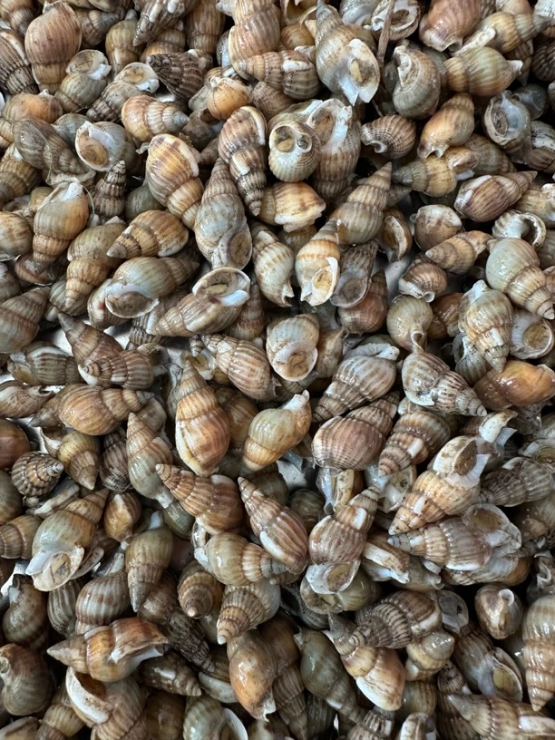 鲜活海锥大小号混发二斤六十五顺丰包邮