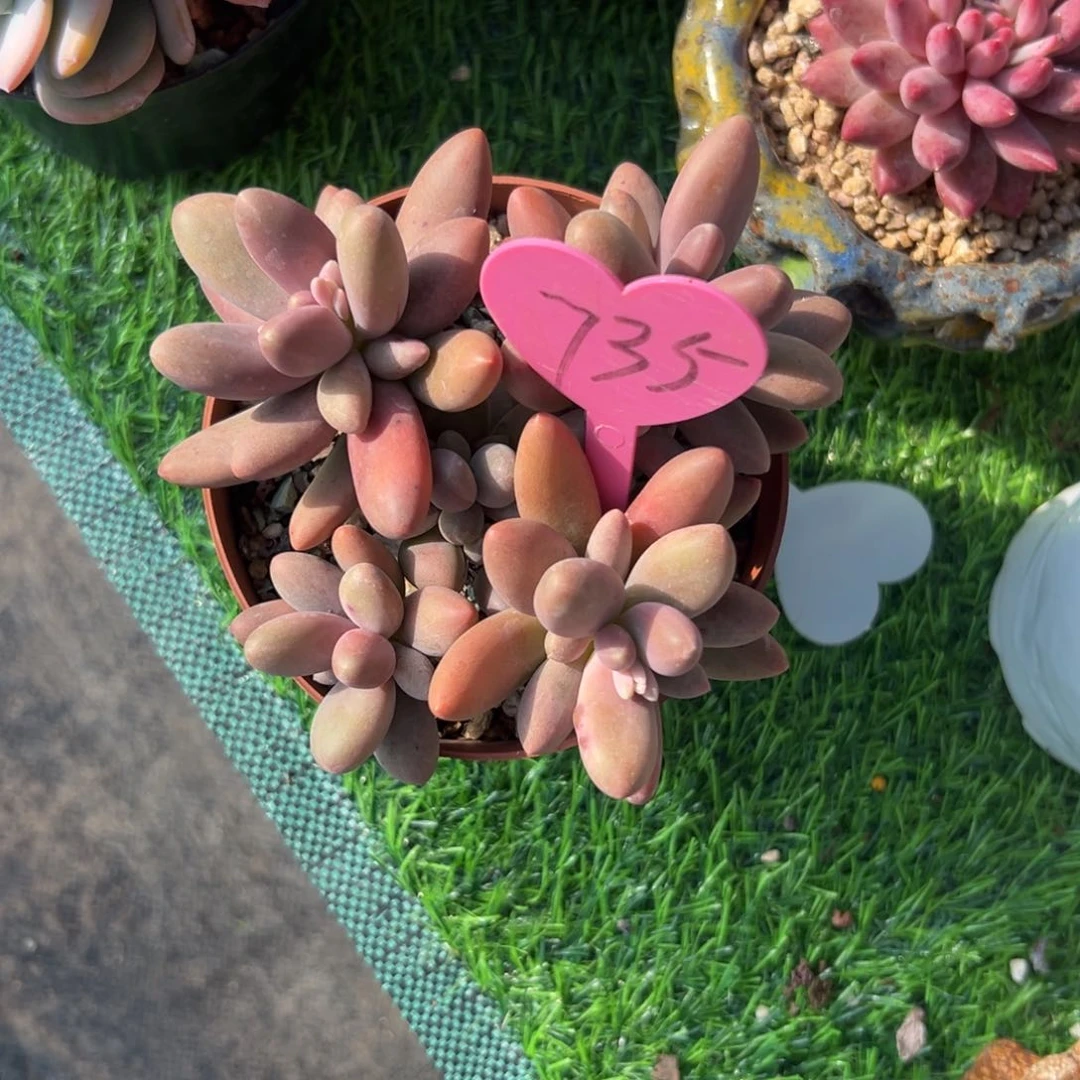 一****提多肉植物一物一拍