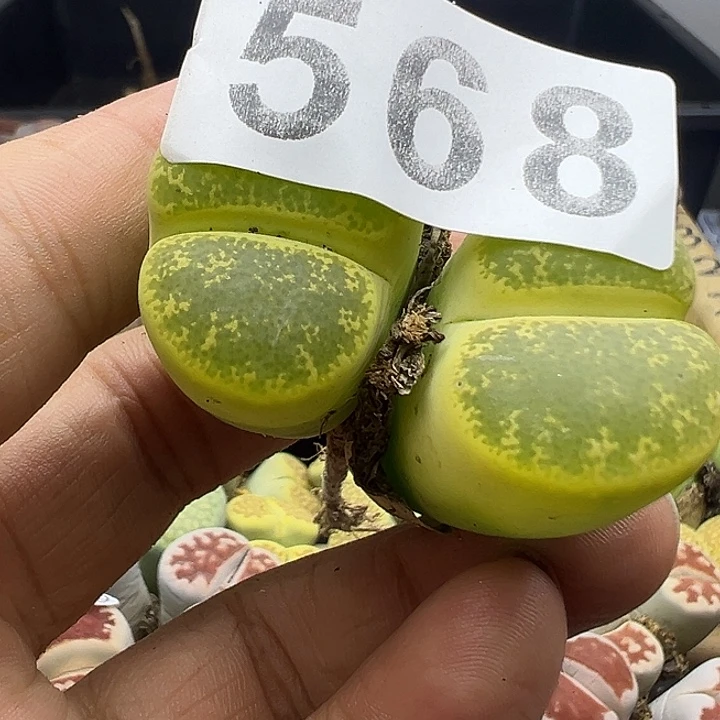 顺****3568炸11111111111111